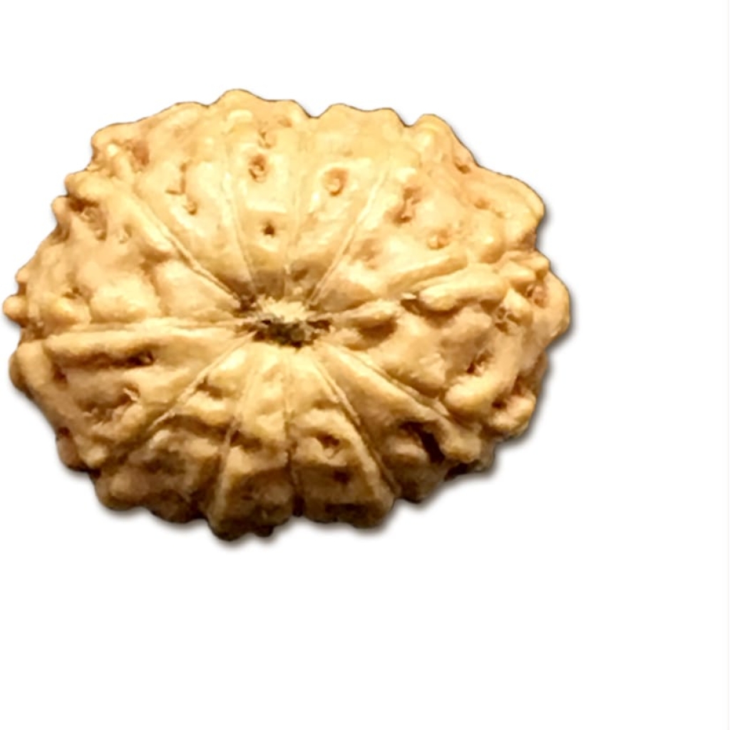 11 Mukhi Indonesian Rudraksha Very Small