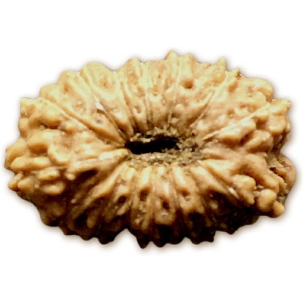 16 Mukhi Indonesian Rudraksha Small