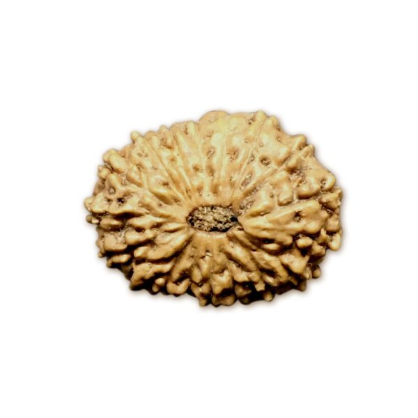18 Mukhi Indonesian Rudraksha (16mm+ with X-Ray) – Divine Blessings of Goddess Earth (Bhumi Devi) for Wealth, Stability & Protection