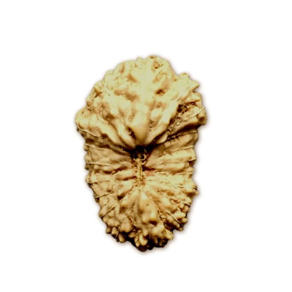 20 Mukhi Indonesian Rudraksha (16mm+ with X-Ray) – Divine Energy of Lord Brahma for Knowledge, Creativity & Enlightenment
