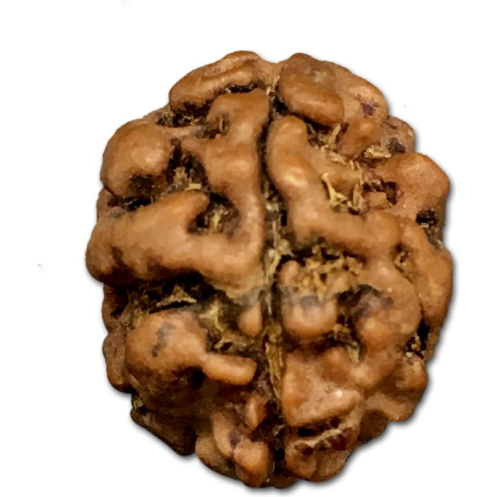 2 Mukhi Nepal Rudraksha Small