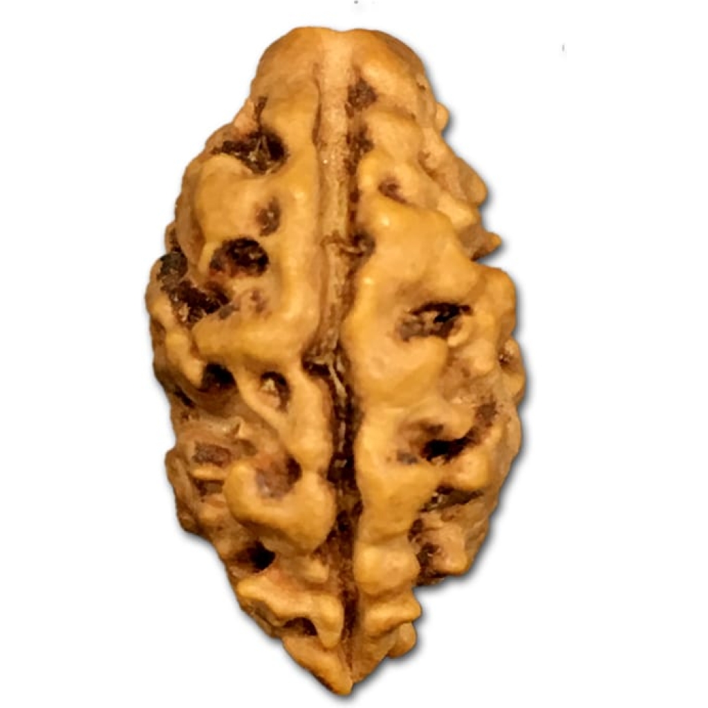 2 Mukhi Nepal Rudraksha Medium