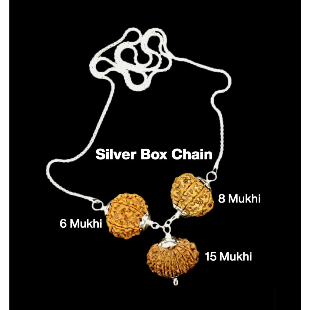 Rudraksha Combination for Business 6,8,15 Mukhi Nepal in Rudraksha Mala