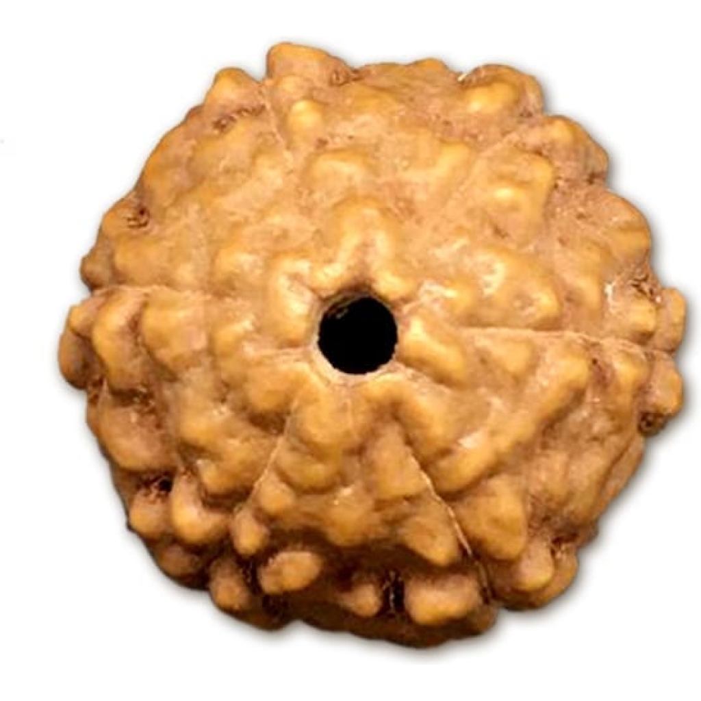 6 Mukhi Indonesian Rudraksha Small