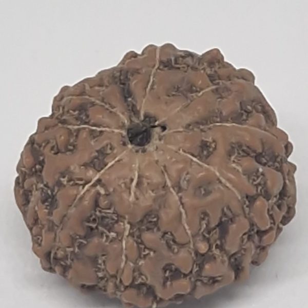 9 mukhi  java rudraksha 16 mm + up - with Xray