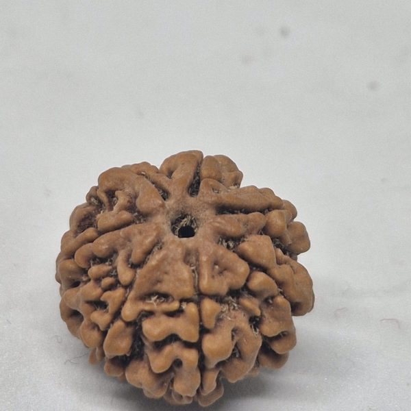 6 Mukhi Nepal Rudraksha (19-22mm Premium Bead) with xray – Wisdom, Focus & Emotional Strength